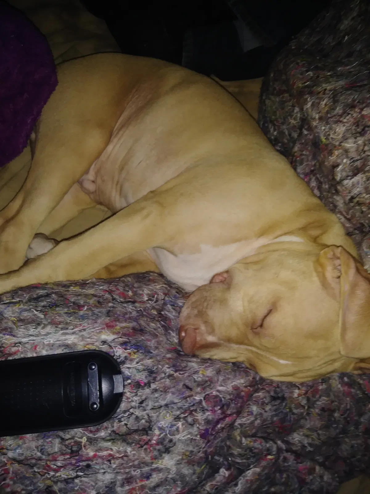 Lost dog in Palm Bay, FL, 32909
