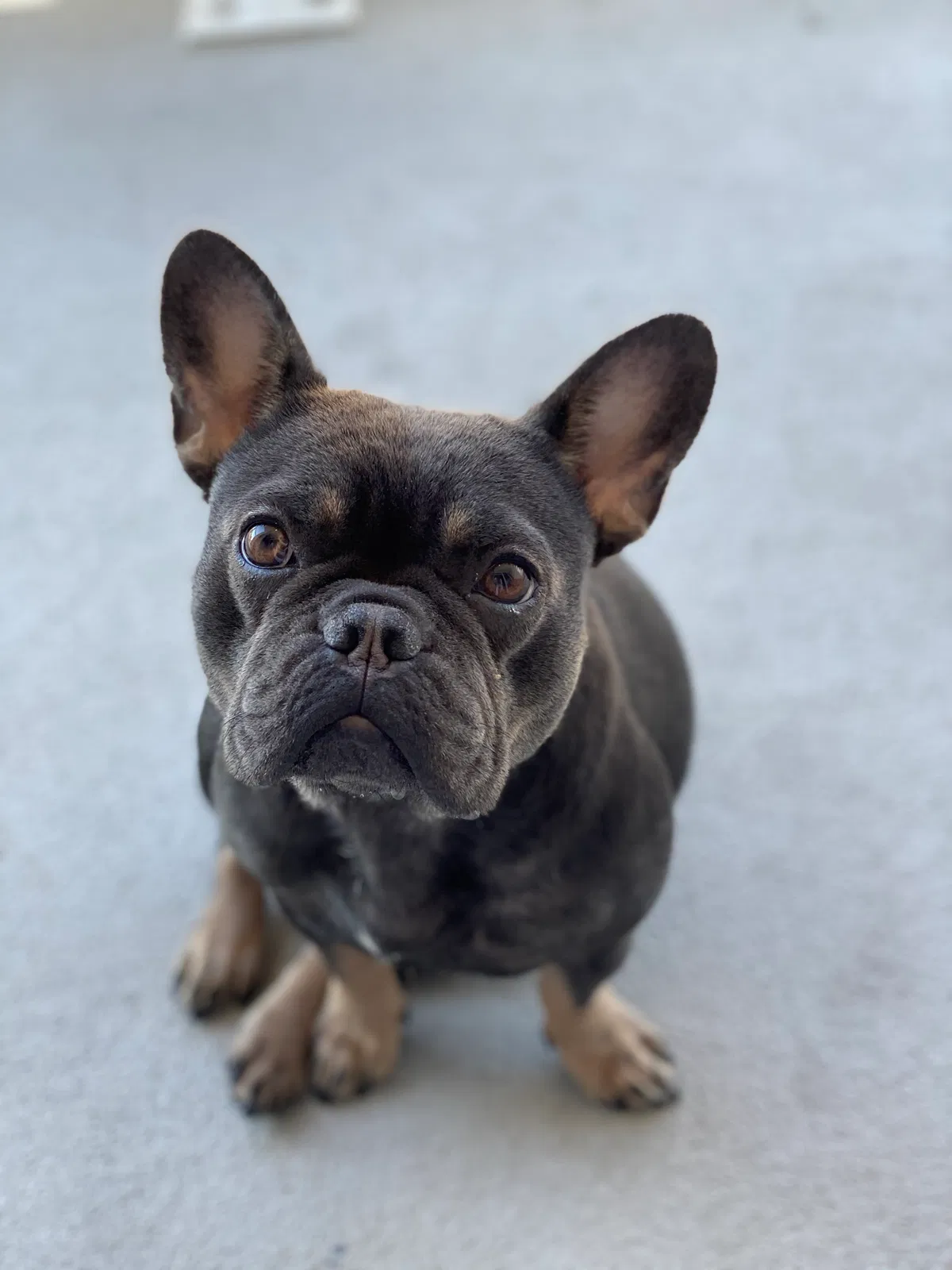 Lost dog in Glendale, CA, 91205