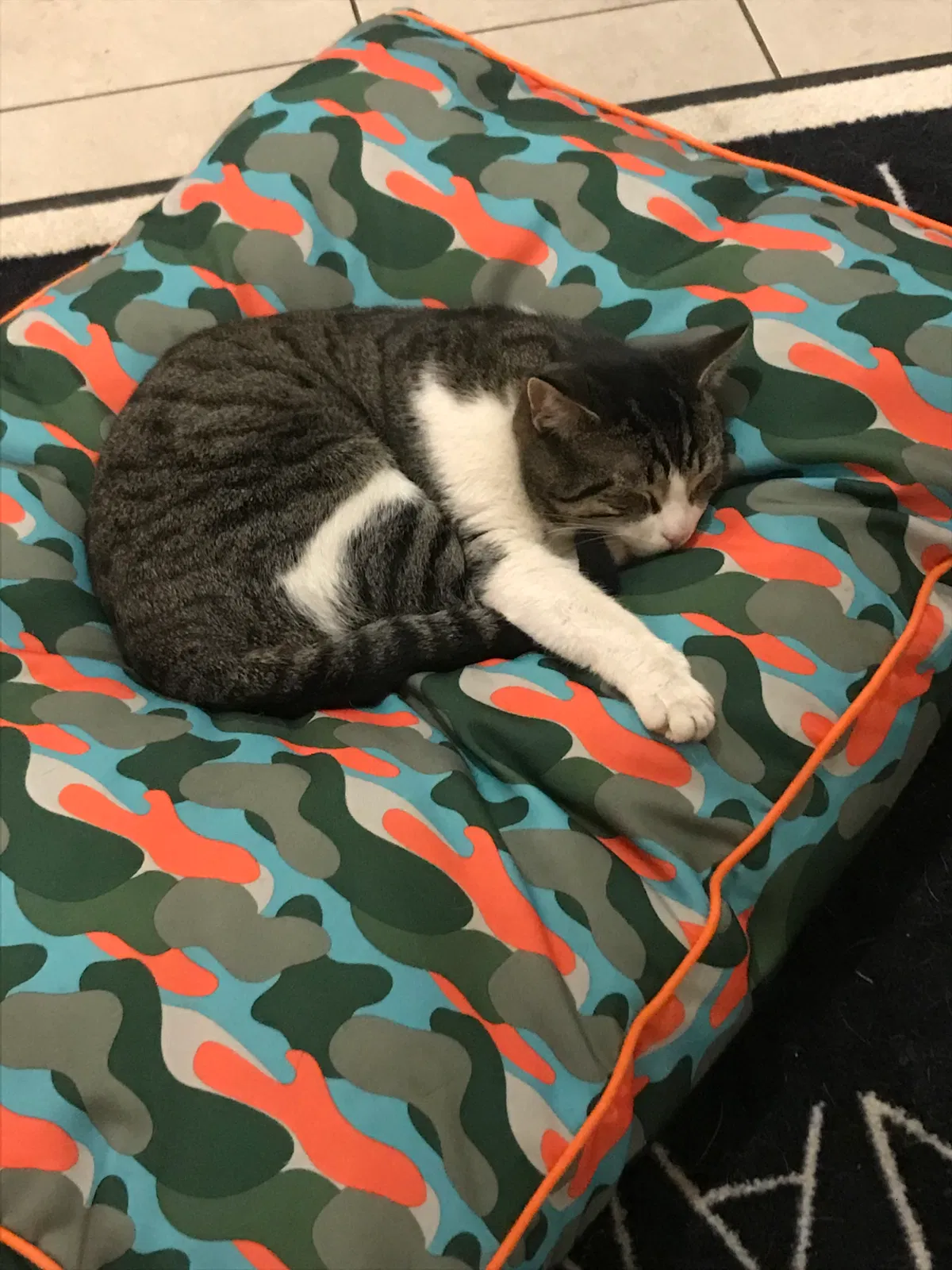 Lost cat in Toledo, OH, 43609