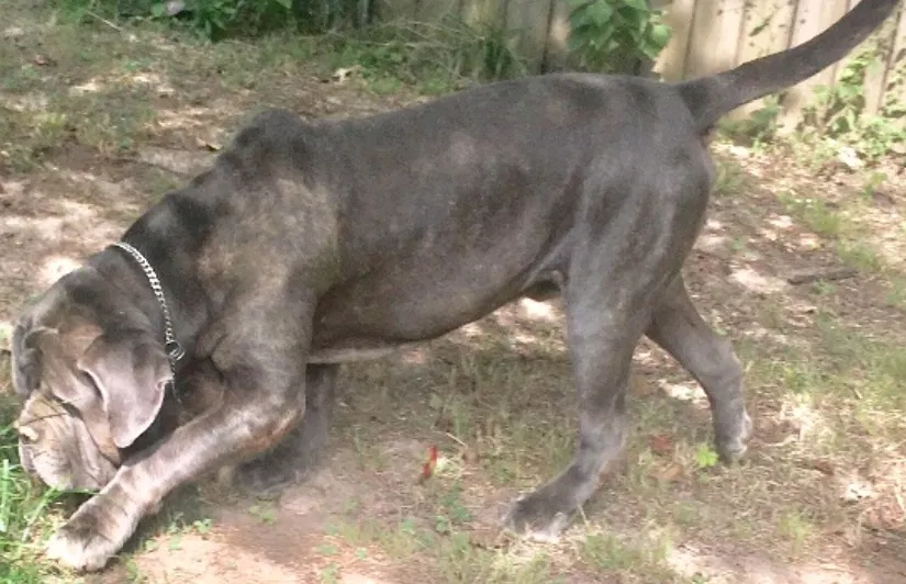 Lost dog in Kalamazoo, MI, 49048