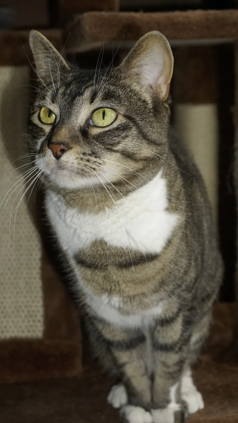 Lost cat in Cumming, GA, 30040