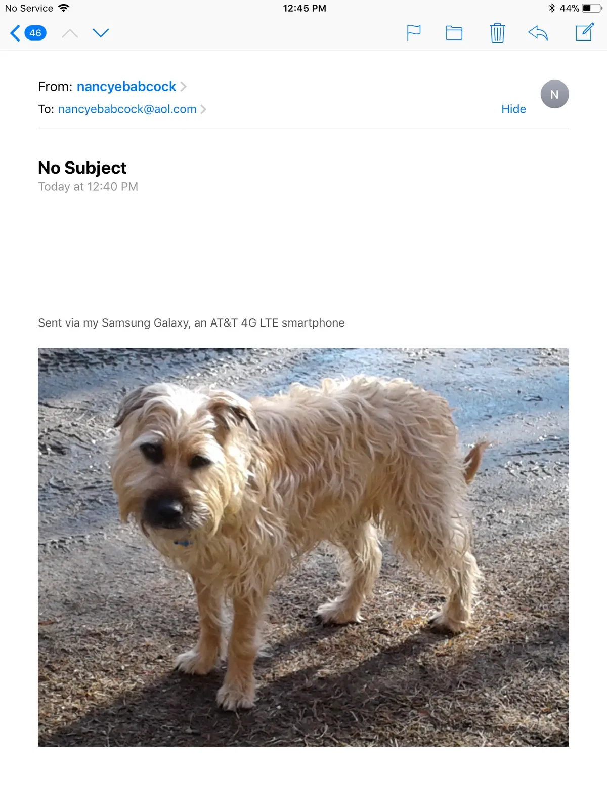 Lost dog in Worthington, MA, 1098