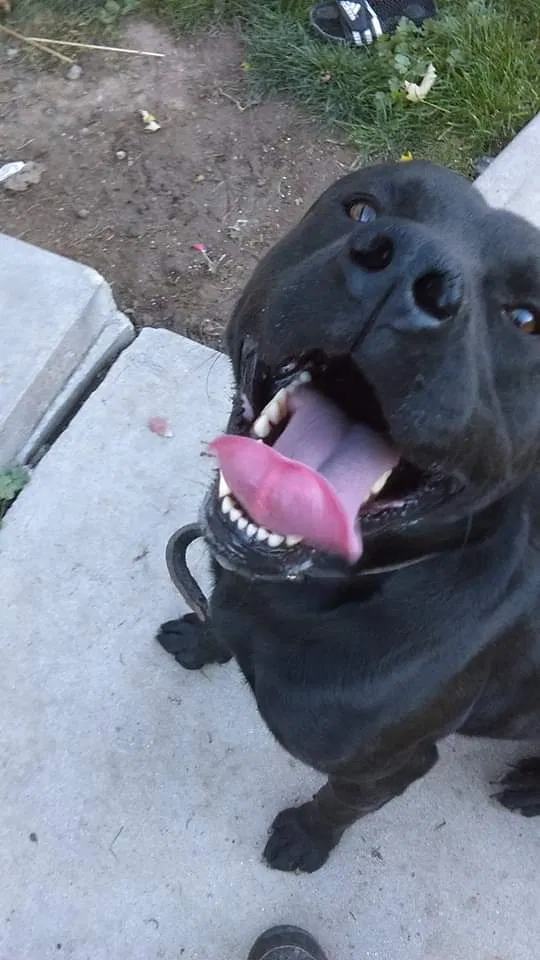 Lost dog in Fresno, CA, 93703