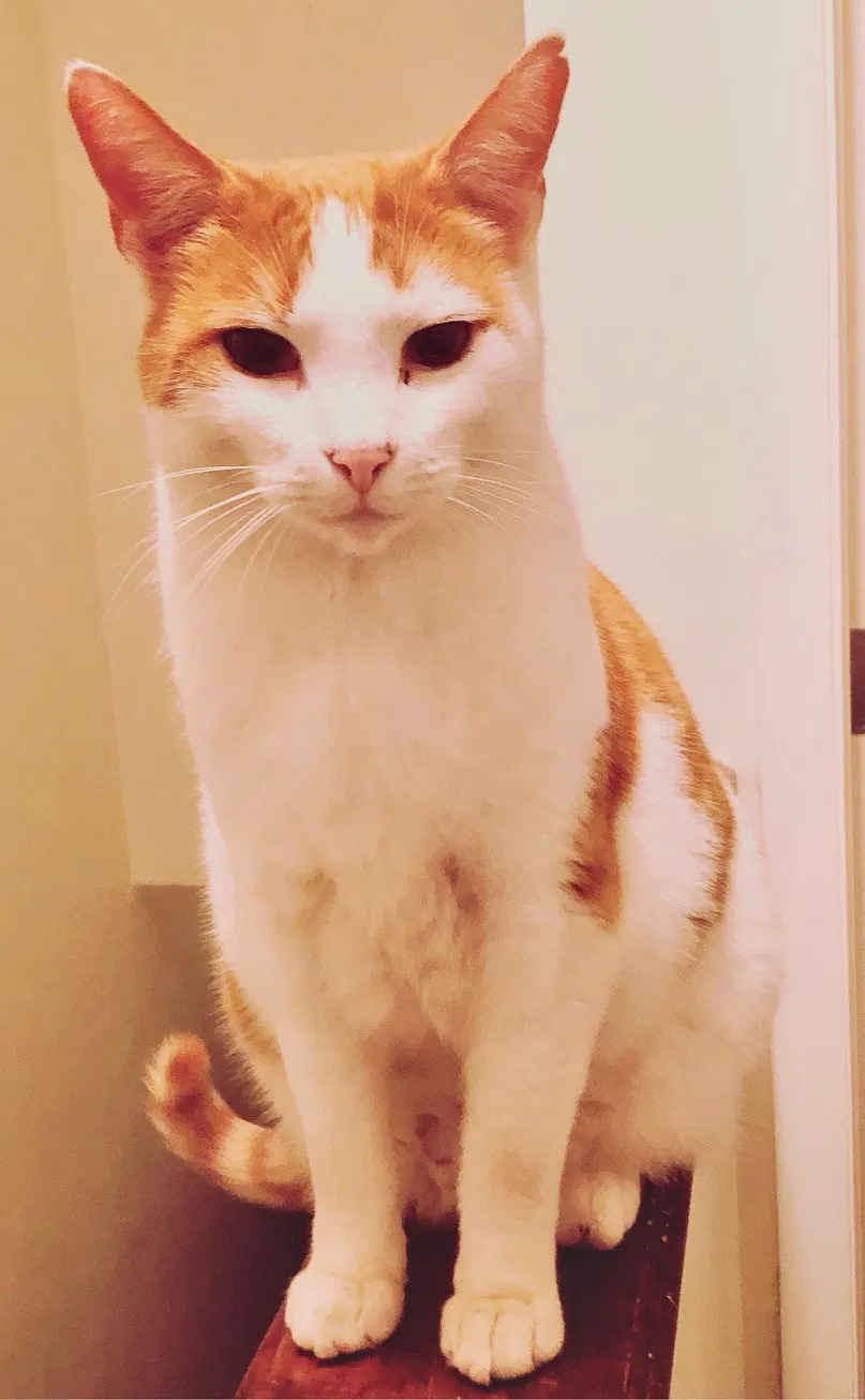 Lost cat in Asheville, NC, 28805