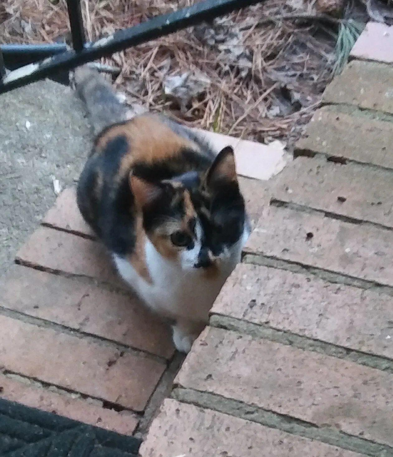 Lost cat in Austell, GA, 30168