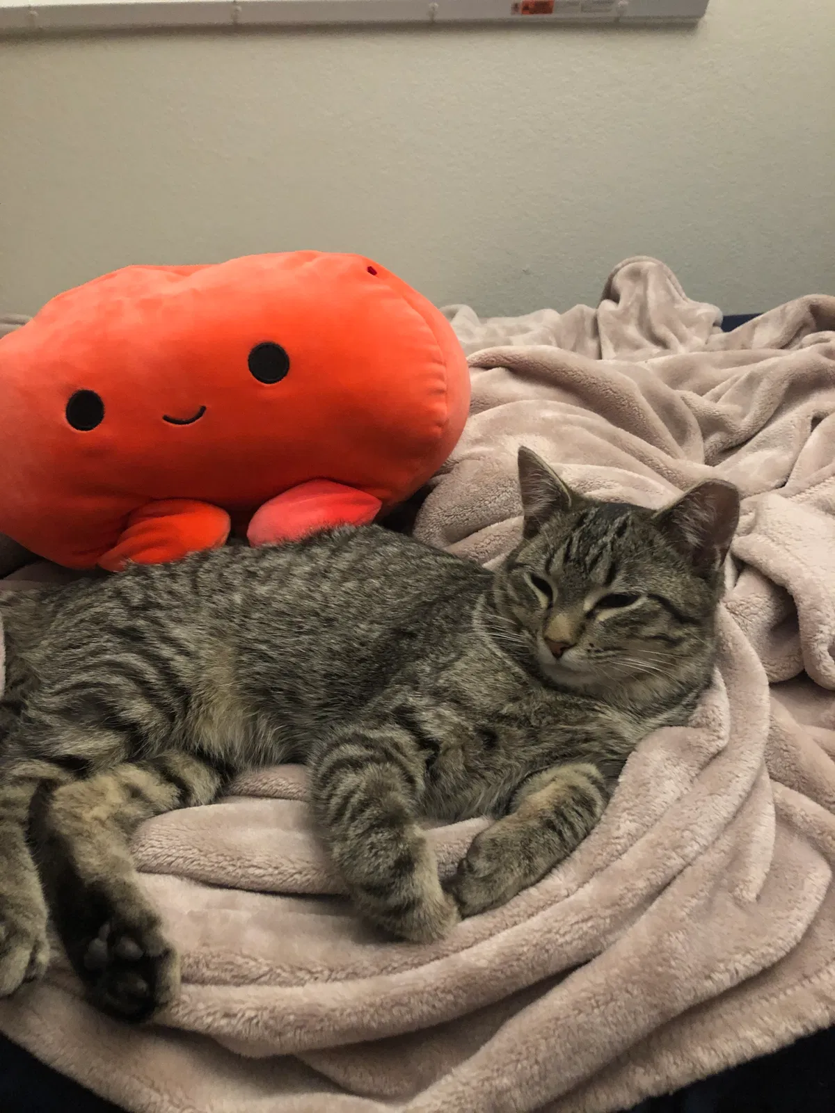 Lost cat in Phoenix, AZ, 85044