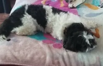 Lost dog in Aurora, CO, 80017