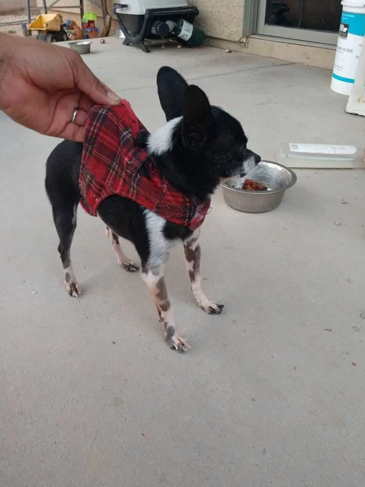 Lost dog in Tucson, AZ, 85756