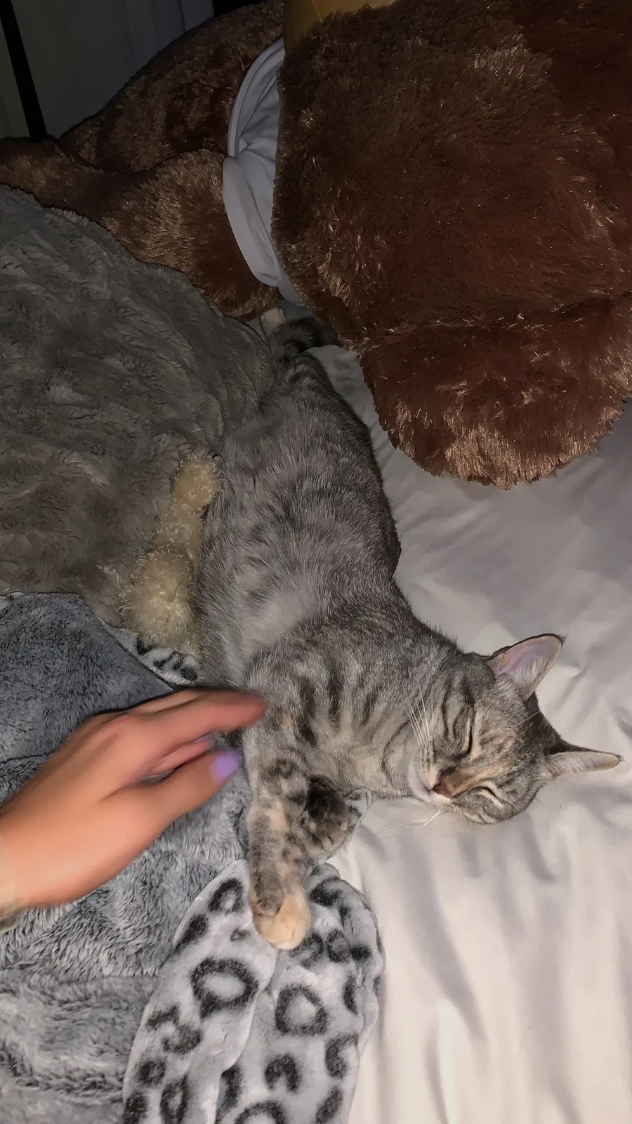 Lost cat in San Diego, CA, 92109