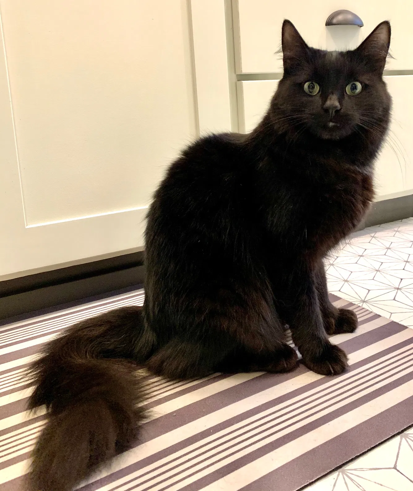 Lost cat in Long Beach, CA, 90804