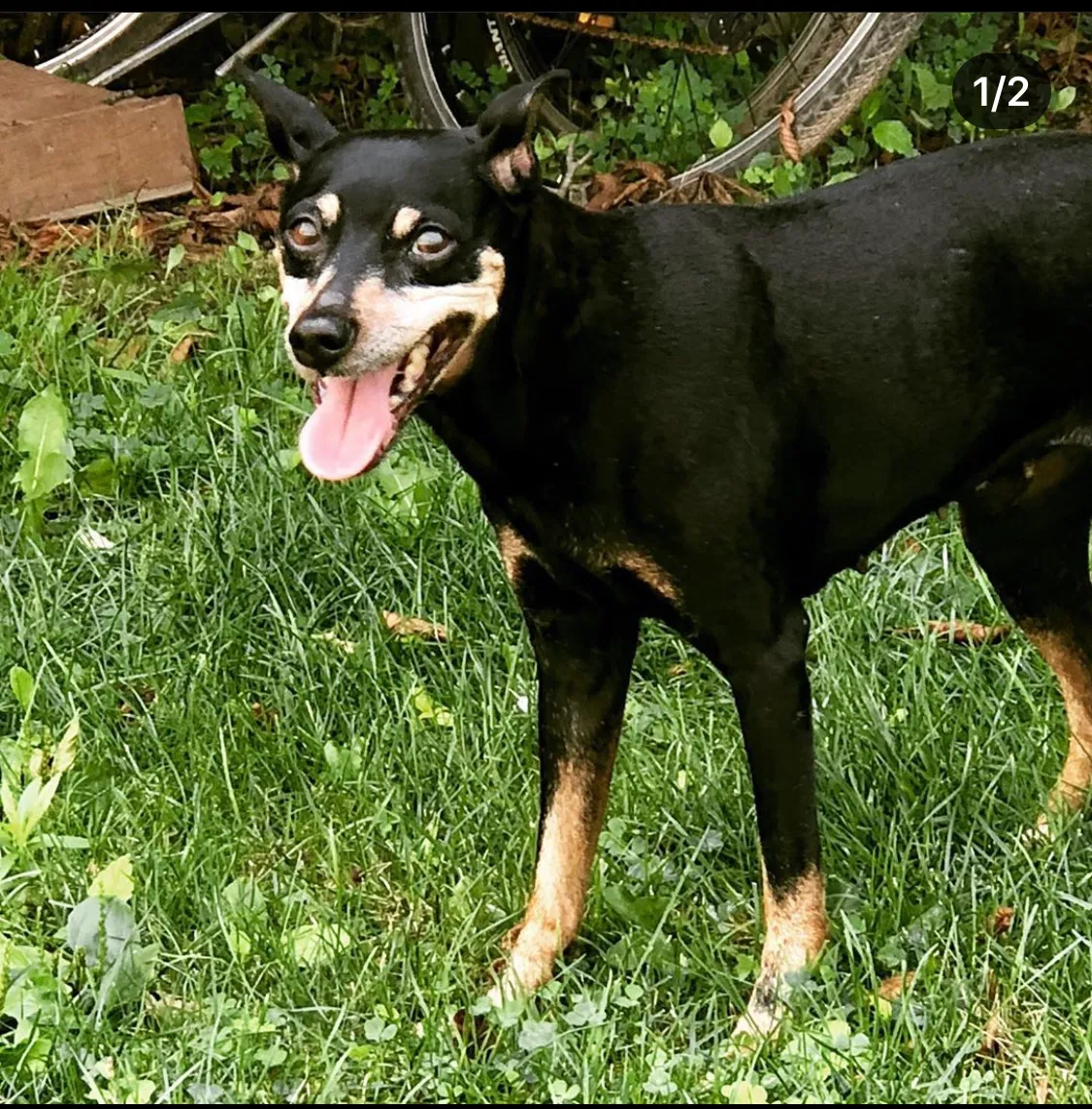 Lost dog in Bayonne, NJ, 7002