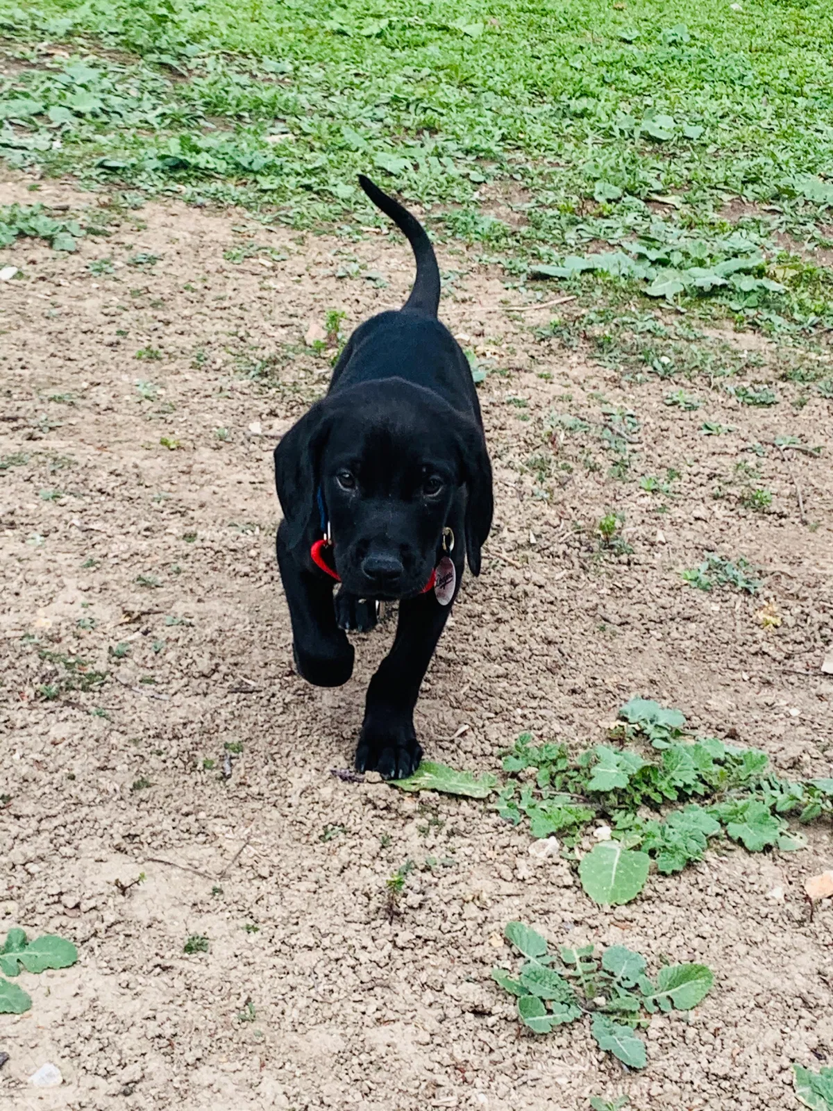 Lost dog in Thousand Oaks, CA, 91362