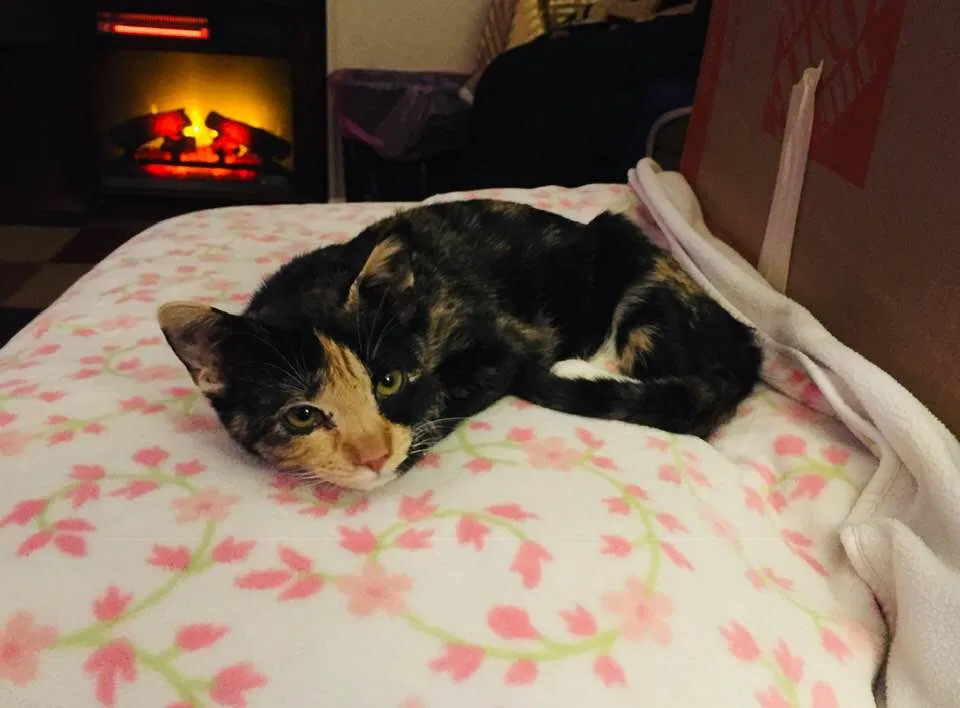 Lost cat in Manassas, VA, 20109