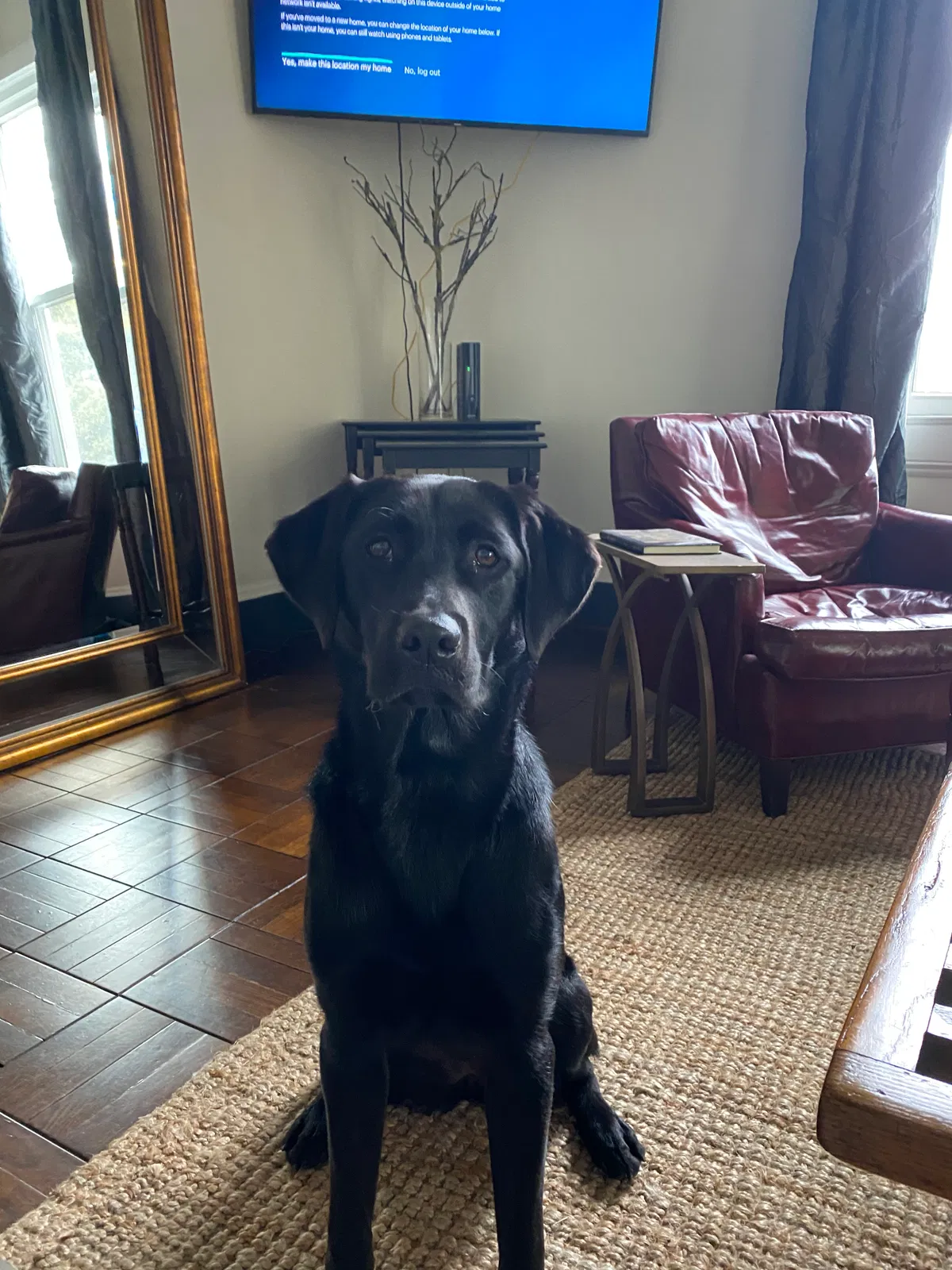 Lost dog in Wilsonville, AL, 35186
