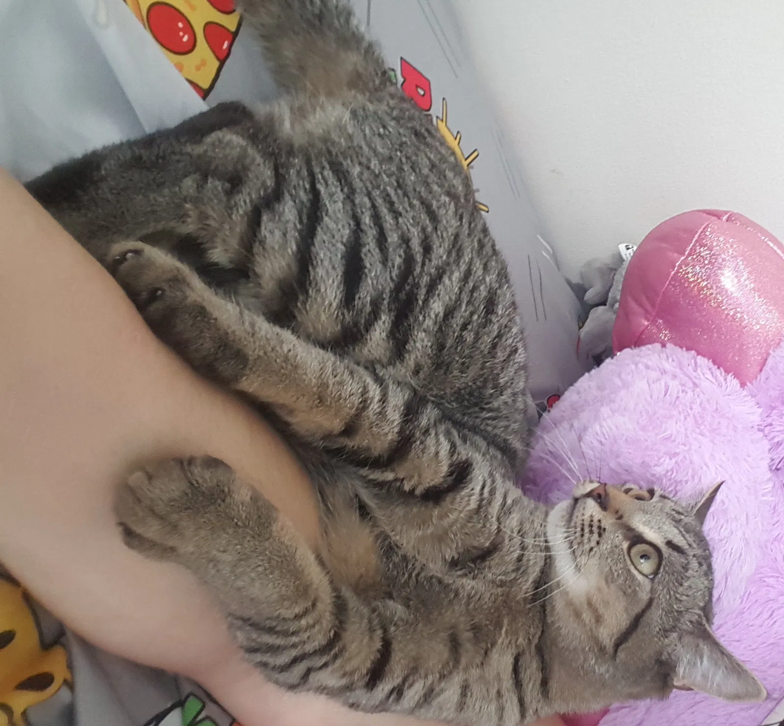 Lost cat in Framingham, MA, 1702