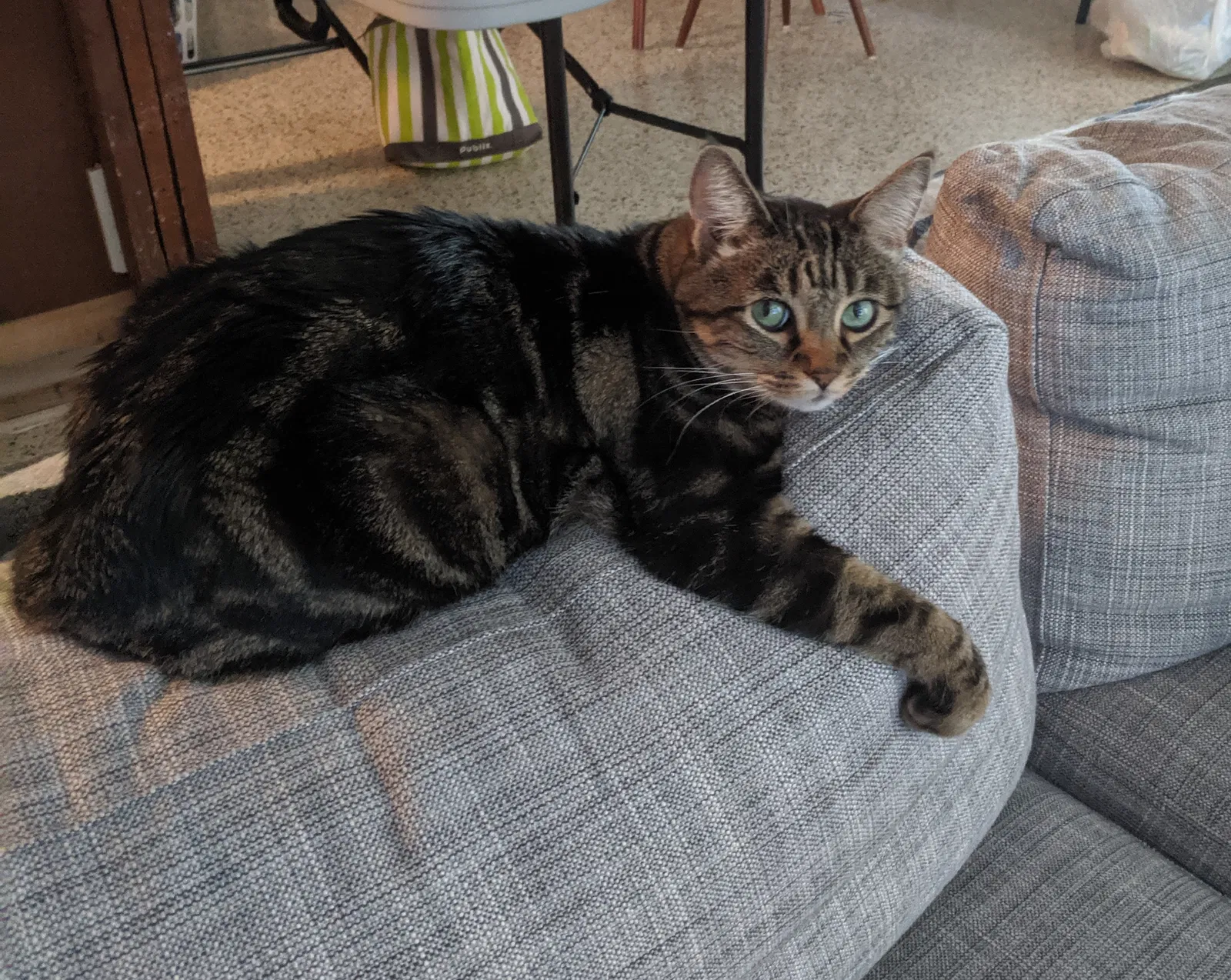 Lost cat in Sarasota, FL, 34237