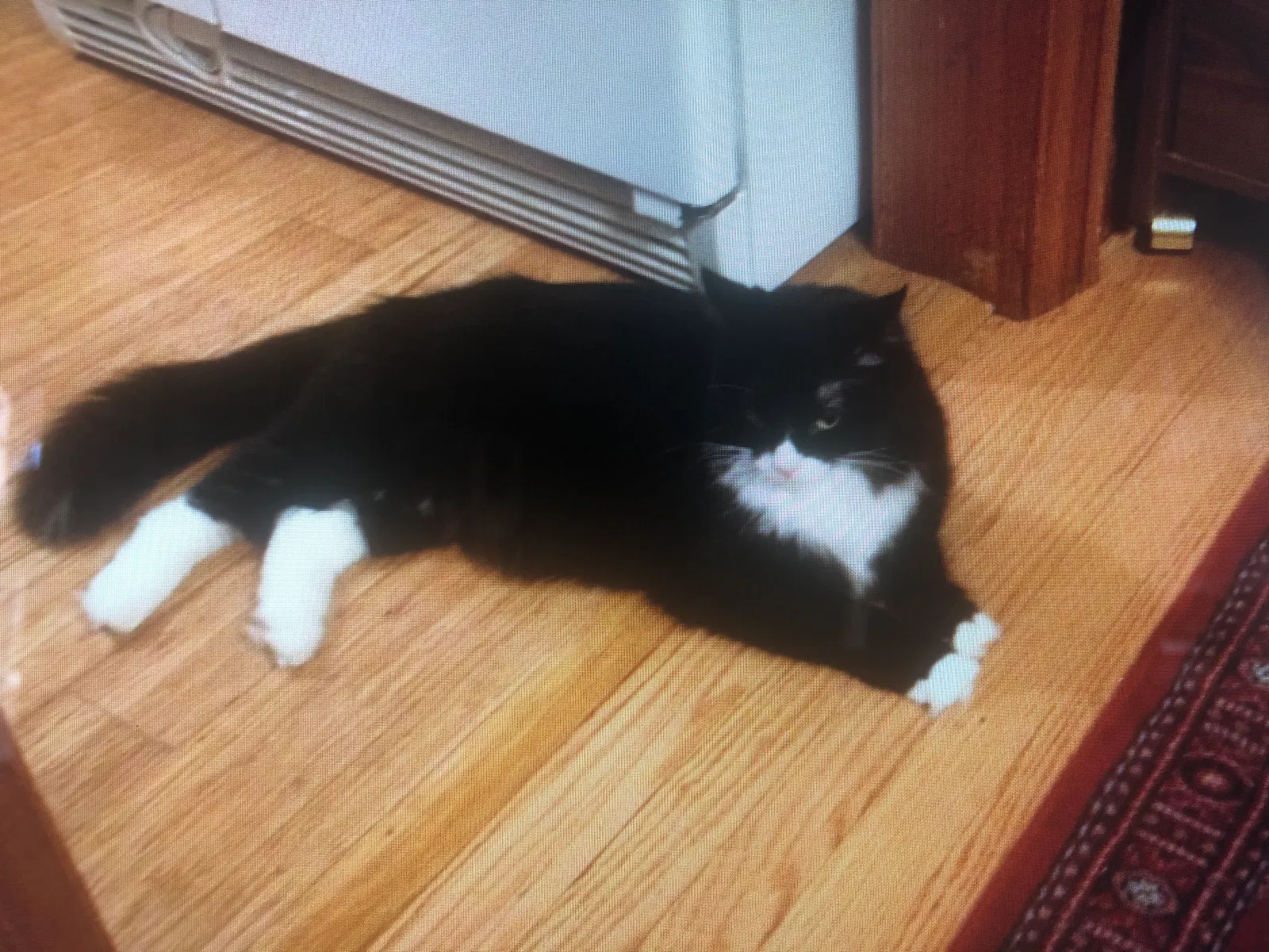 Lost cat in Milwaukee, WI, 53209