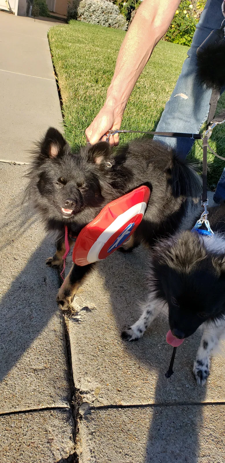 Lost dog in Oakley, CA, 94561