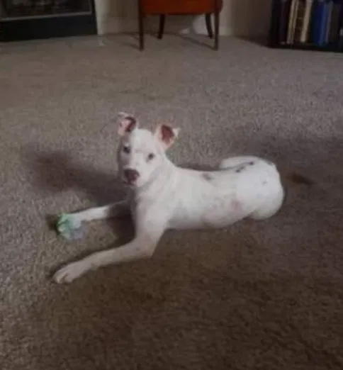Lost dog in Hutto, TX, 78634