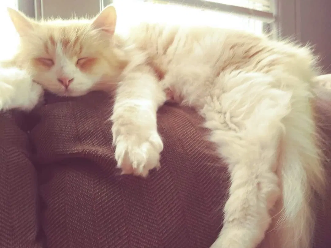 Lost cat in Monroe, MI, 48161