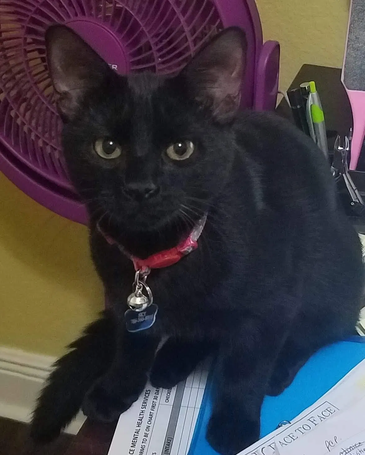 Lost cat in Homestead, FL, 33032