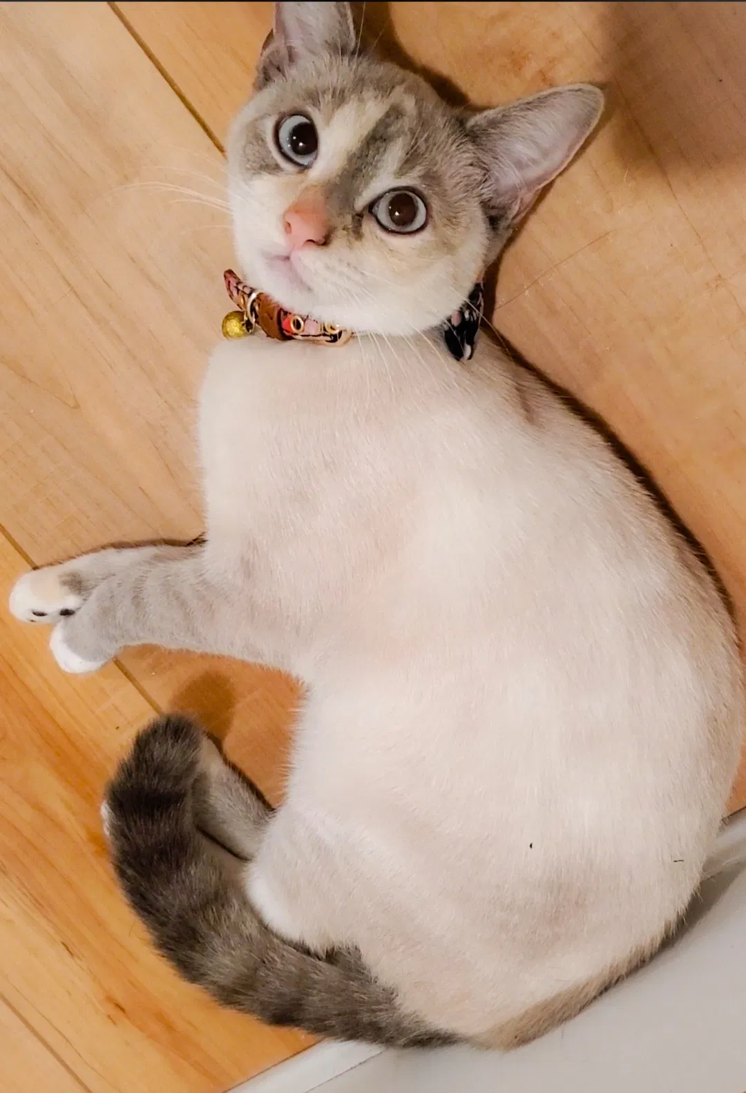 Lost cat in Bensalem, PA, 19020