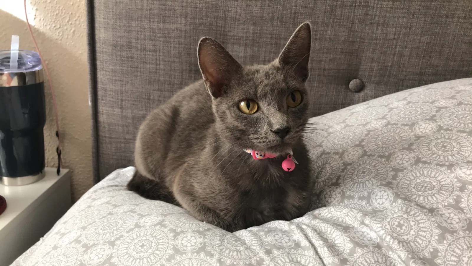 Lost cat in Springfield, MO, 65806