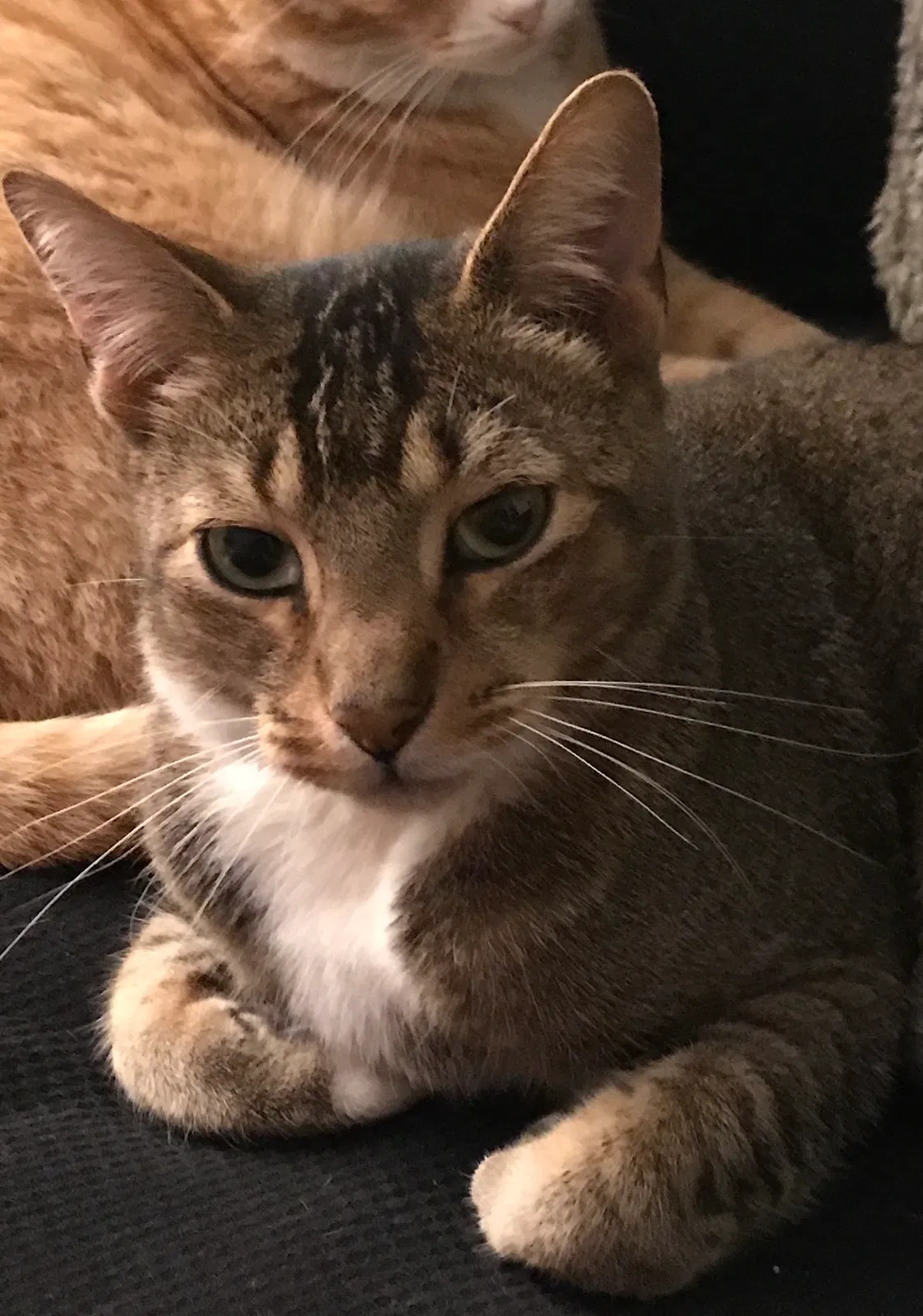 Lost cat in Oakland, CA, 94610