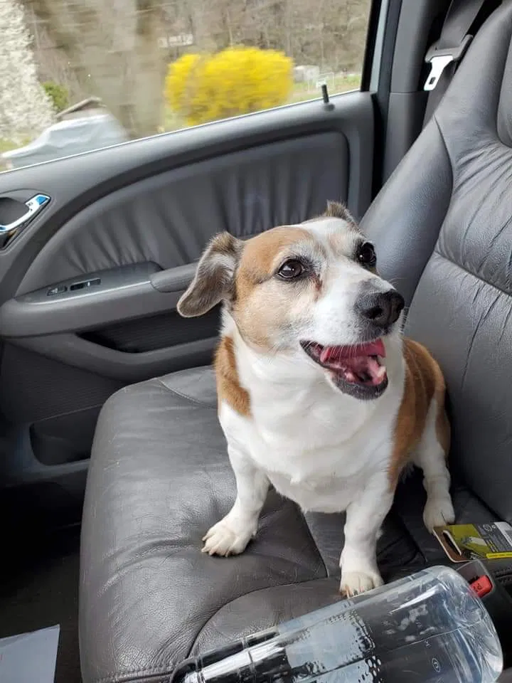 Lost dog in Canton, NC, 28716
