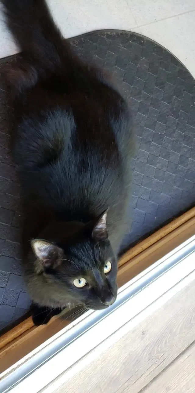 Lost cat in Taneytown, MD, 21787