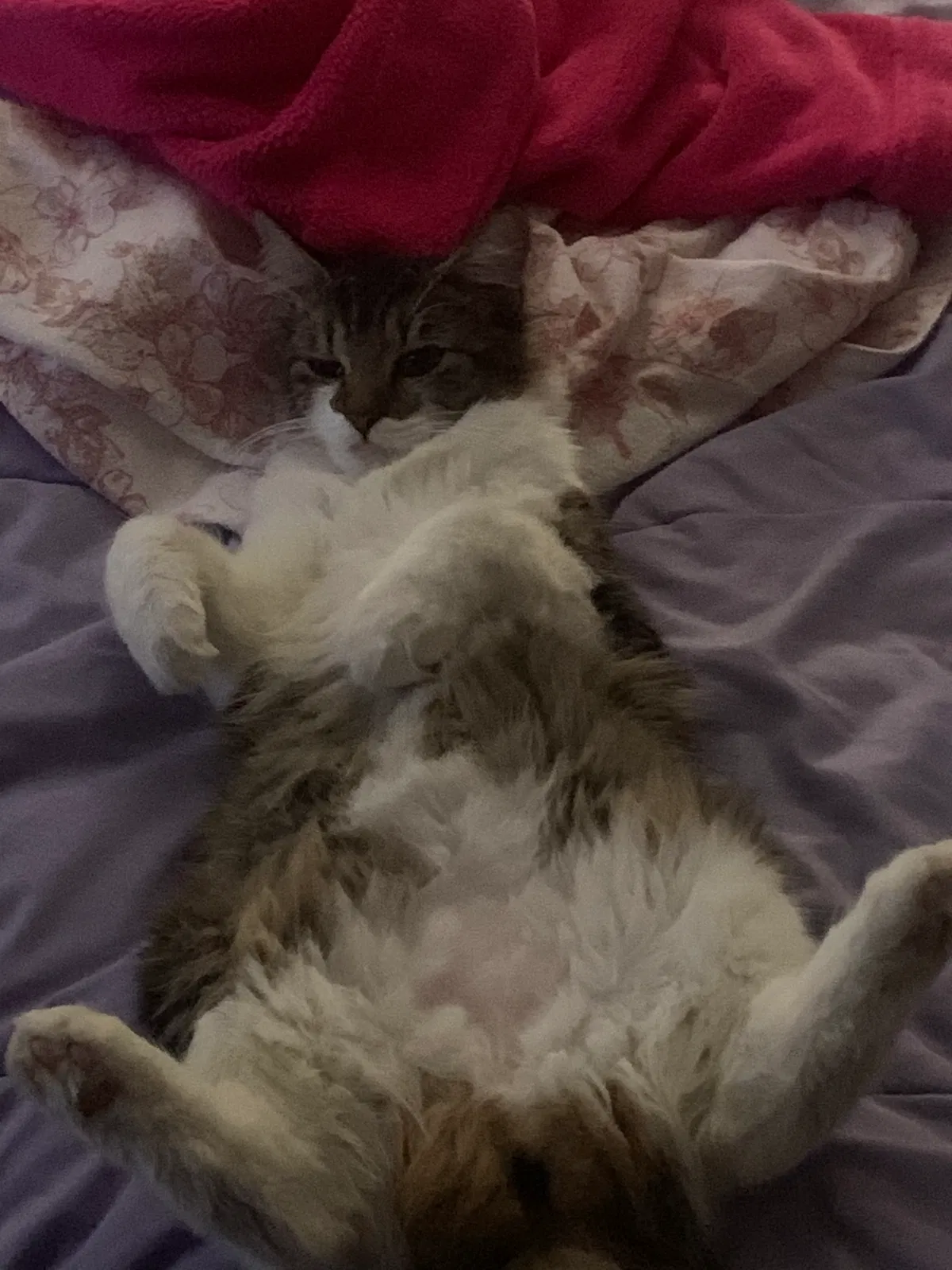 Lost cat in Corpus Christi, TX, 78408
