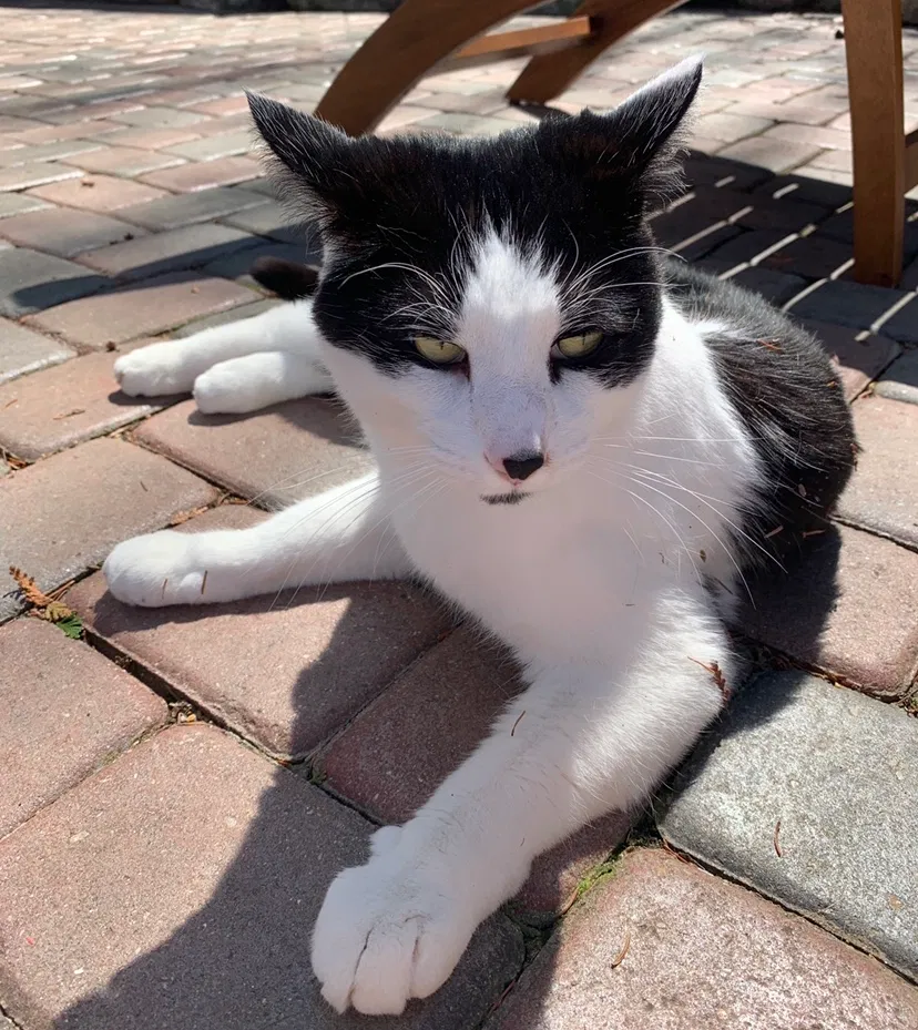 Lost cat in Lake Orion, MI, 48362