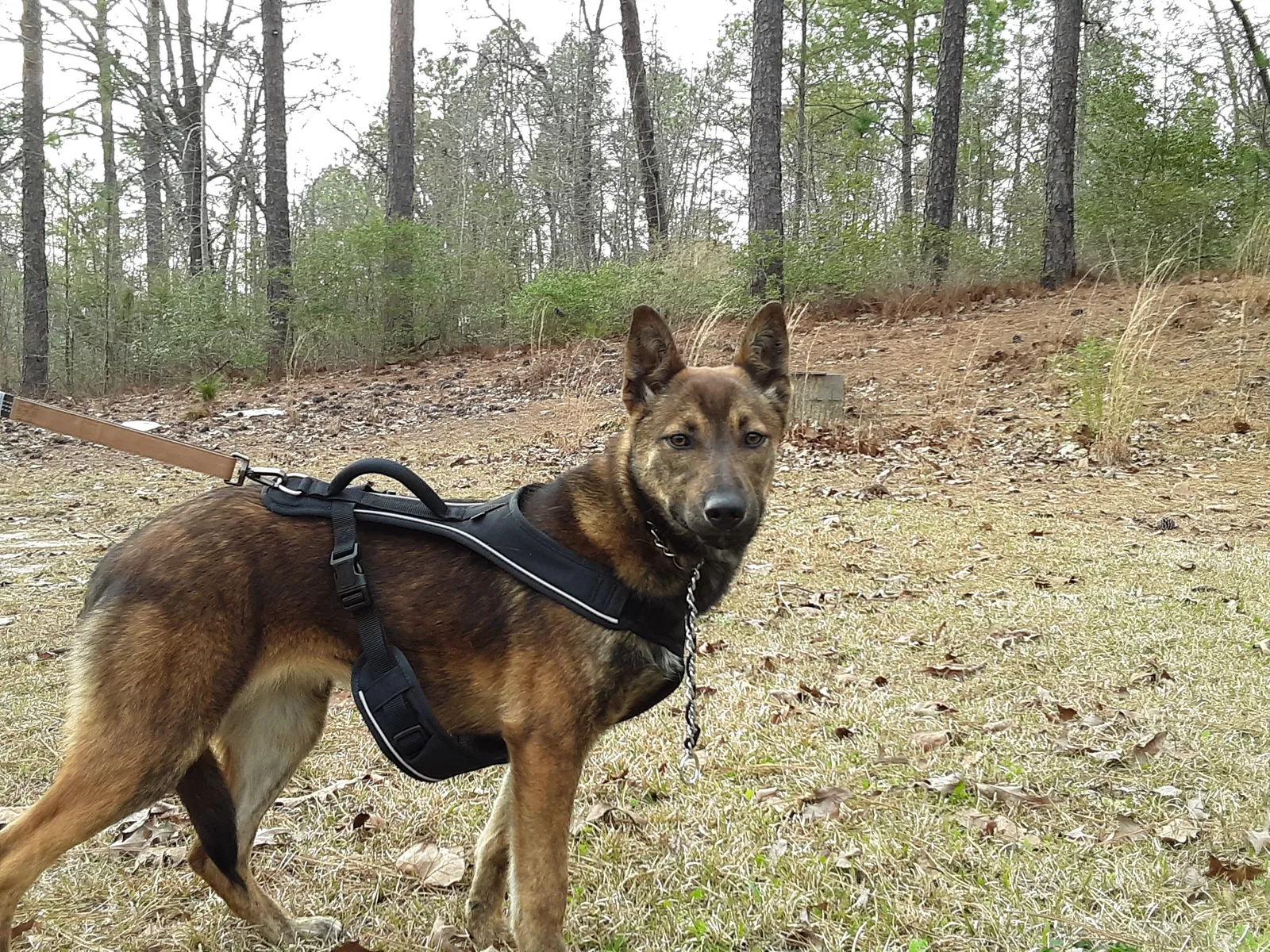Lost dog in Cameron, NC, 28326