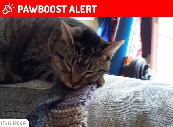 Lost cat in Soledad, CA, 93960