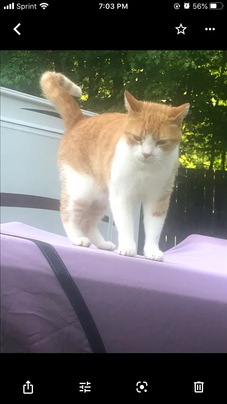 Lost cat in Raleigh, NC, 27614