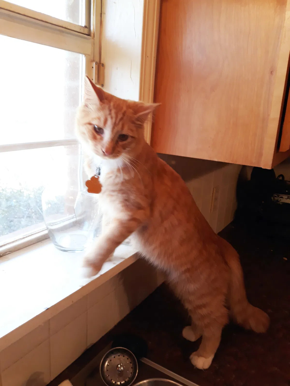 Lost cat in Winston Salem, NC, 27106