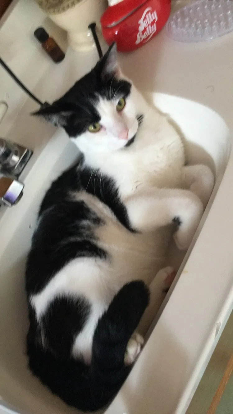 Lost cat in Rockford, IL, 61103