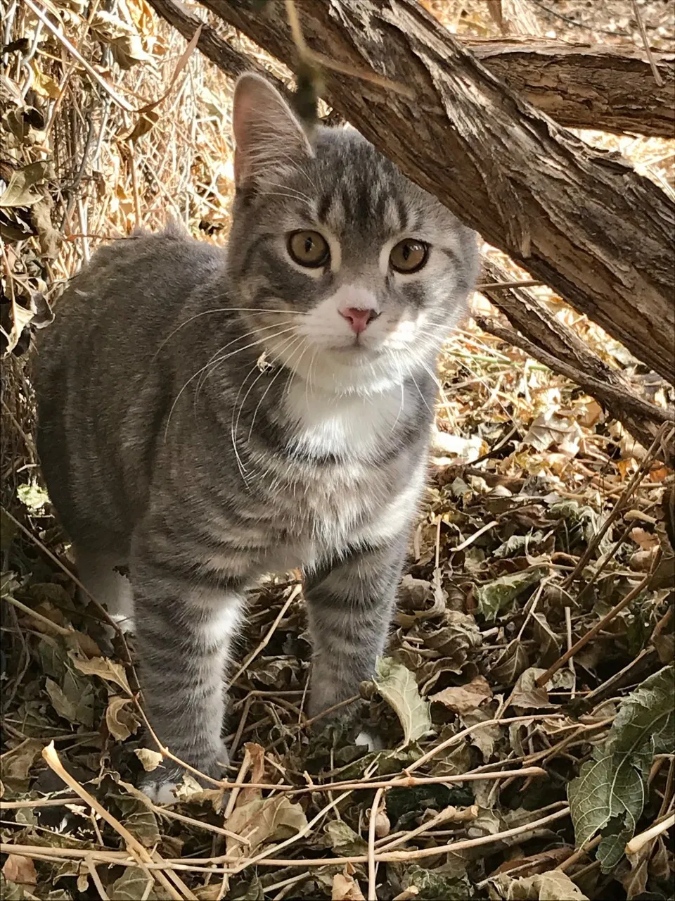 Lost cat in Greeley, CO, 80634