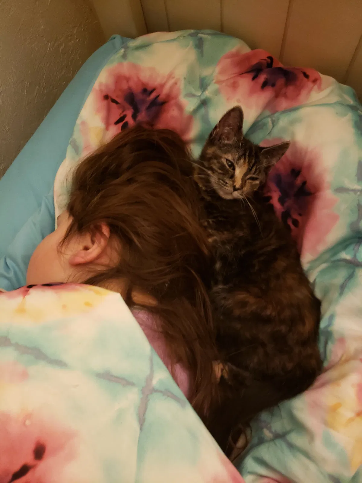 Lost cat in Greensburg, PA, 15601