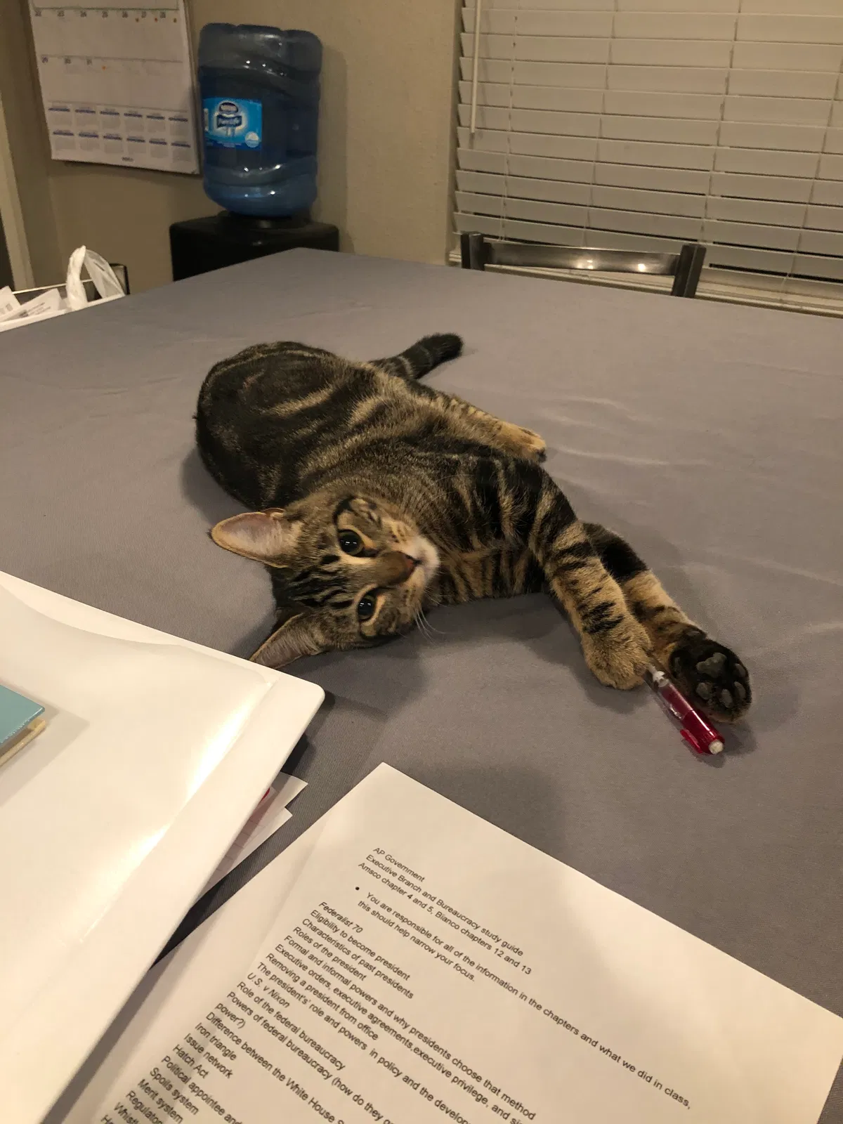 Lost cat in Turlock, CA, 95382