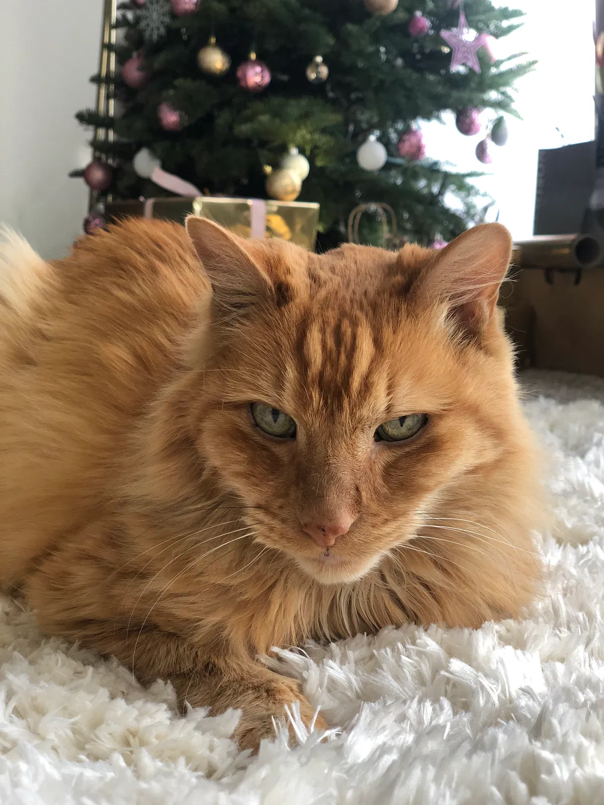 Lost cat in Alhambra, CA, 91801