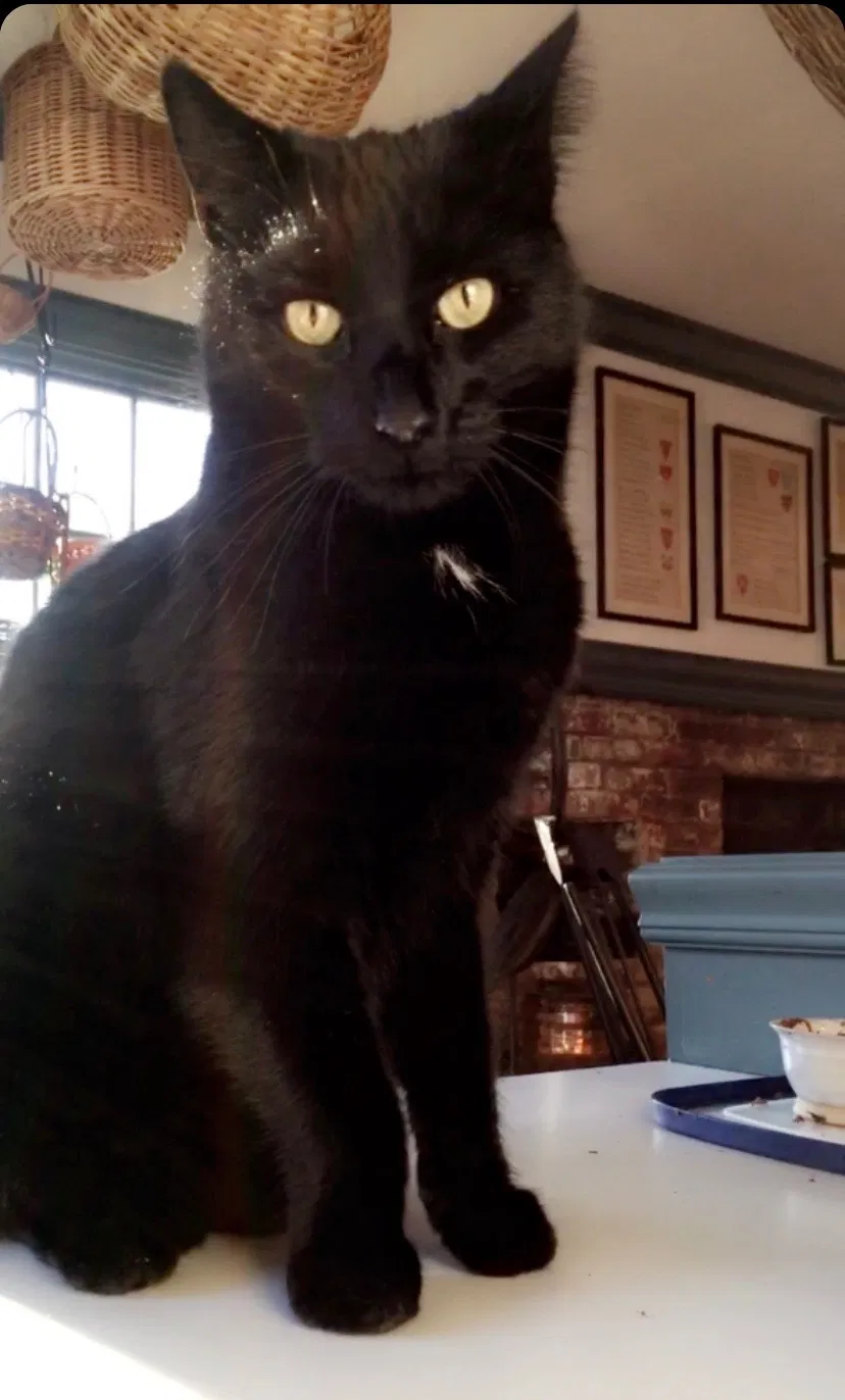 Lost cat in New Canaan, CT, 6840