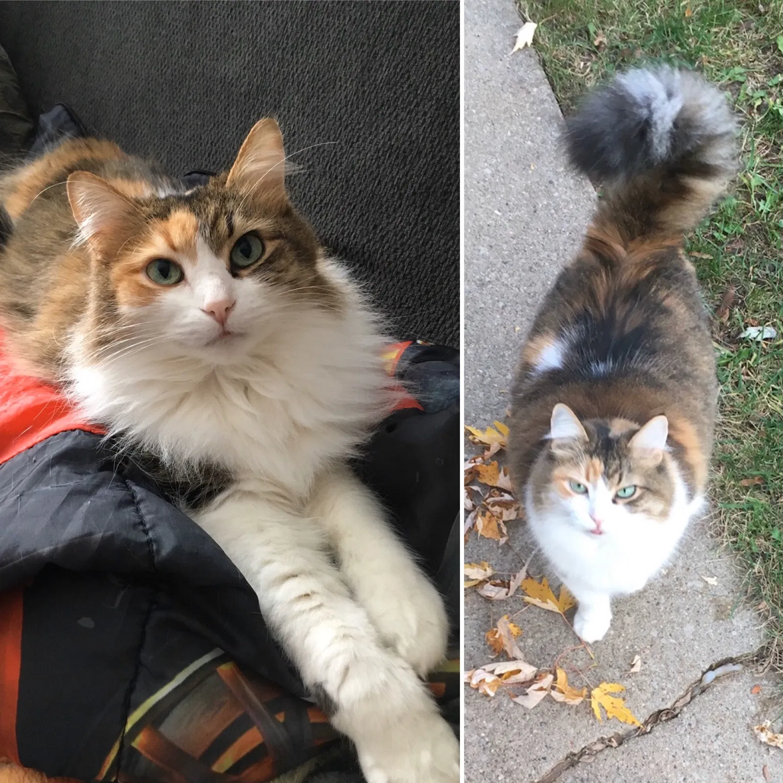 Lost cat in Greenville, WI, 54942
