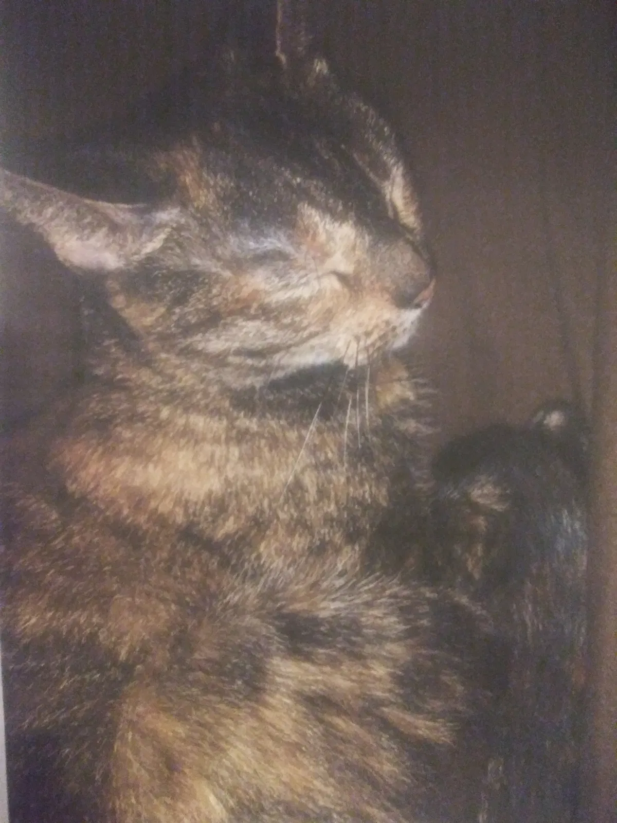 Lost cat in Jensen Beach, FL, 34957