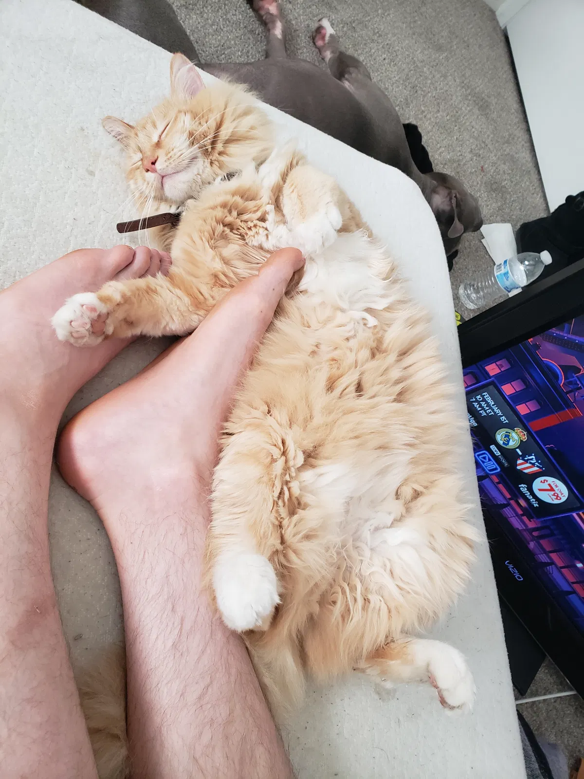 Lost cat in Sparks, NV, 89431