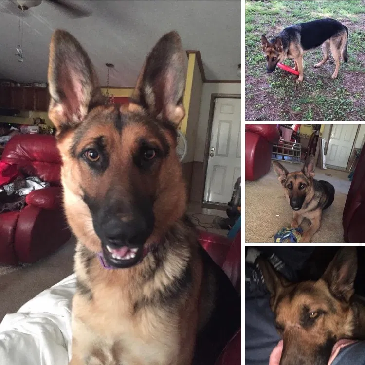 Lost dog in Poteau, OK, 74953