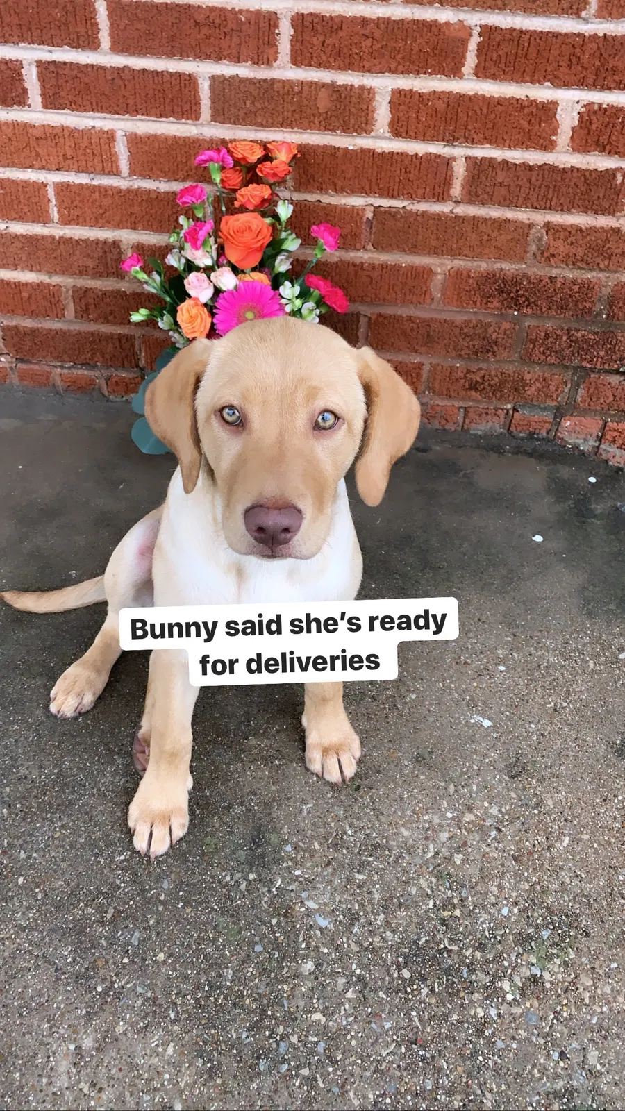 Lost dog in Fort Worth, TX, 76105