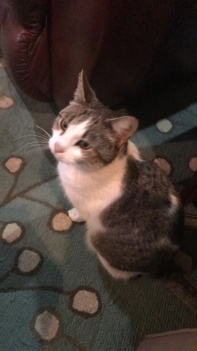 Lost cat in Theodore, AL, 36582