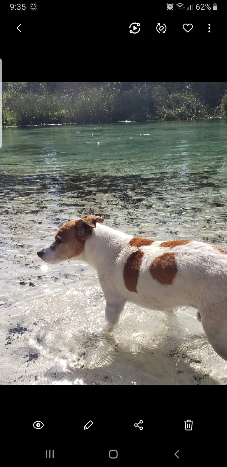 Lost dog in Lutz, FL, 33558