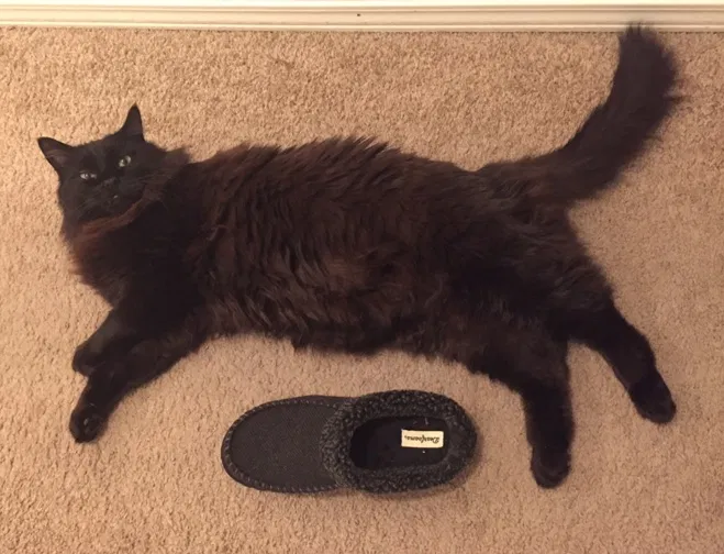 Lost cat in Granite Falls, WA, 98252